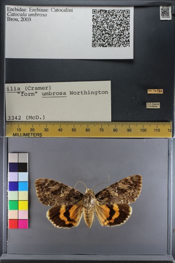 Media type: image;   Entomology 747050